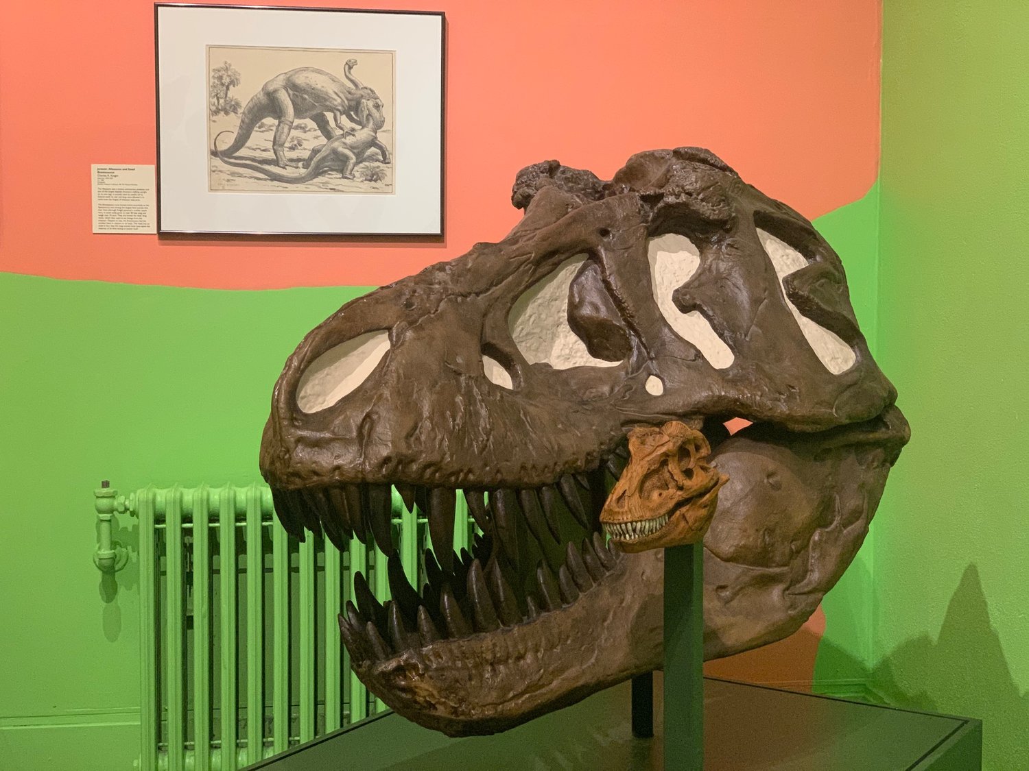Even without a body attached, the T-Rex at the Everhart is impressive. You can see its seven-inch long teeth and admire how the jaw let the guy take really big bites.